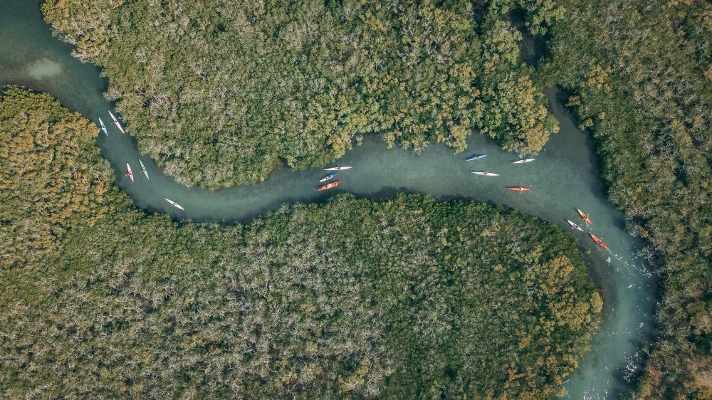 Aerial view of kayakers paddling through a winding river surrounded by dense green forest.