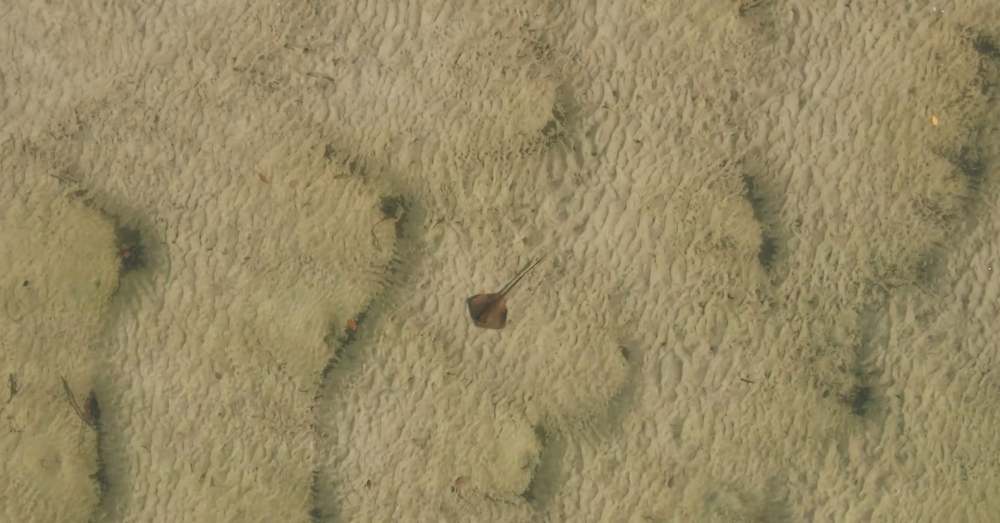 Stingray camouflaged on sandy ocean floor with ripples.