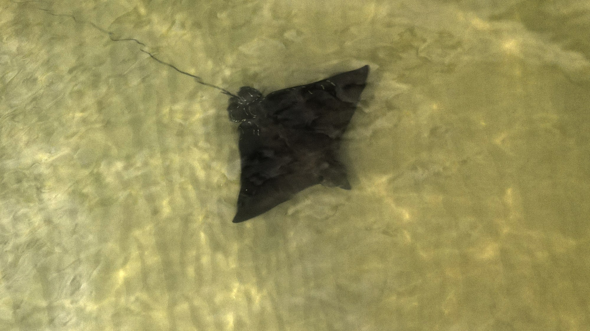 A stingray swimming underwater in sandy-colored water.