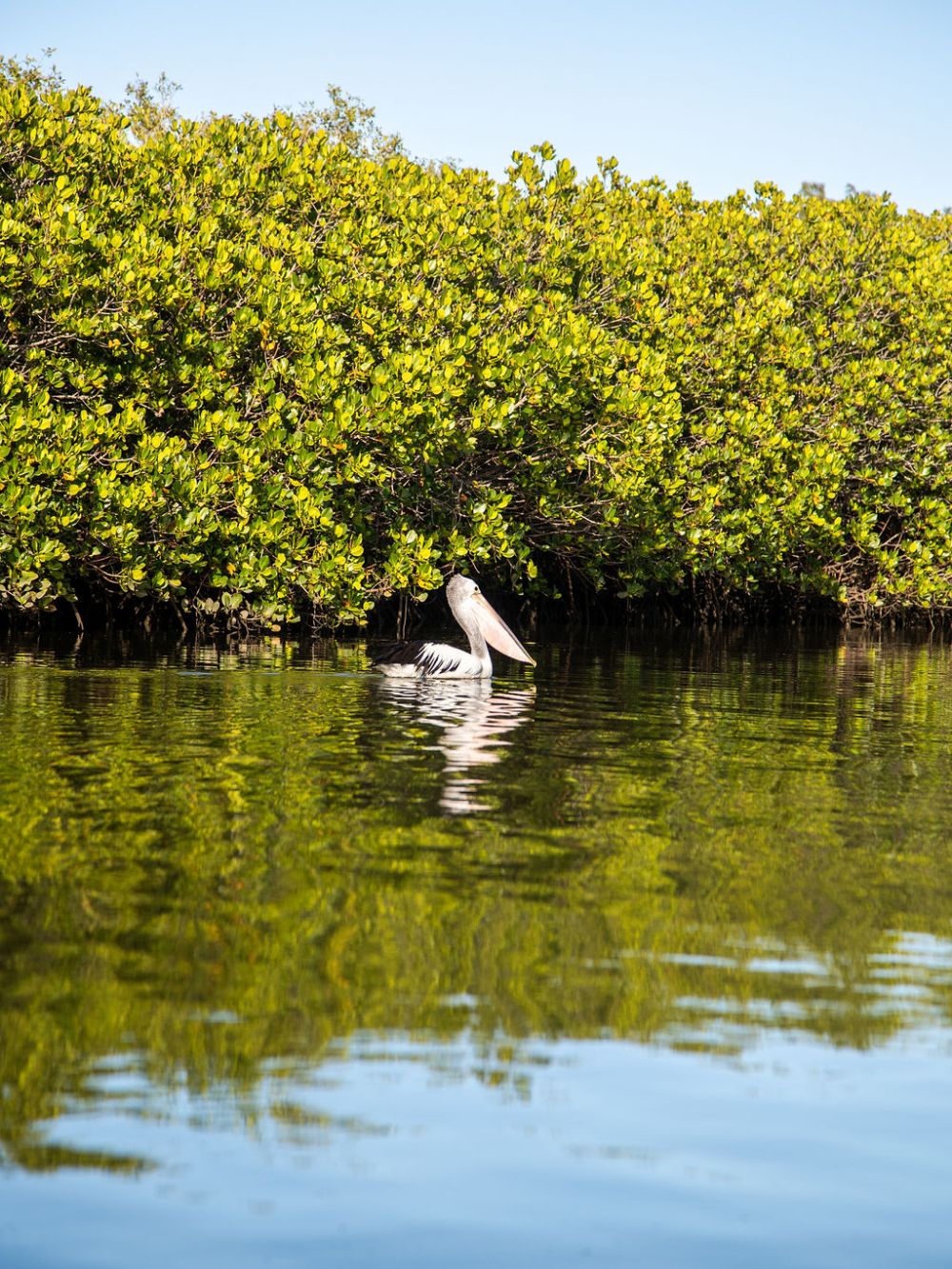 Pelican floating on water near green mangroves. Kayak Noosa